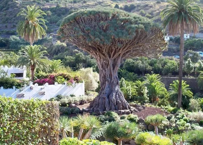 Prázdninový dům Live Icod La Icod De Los Vinos